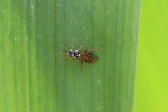 Aglaostigma semiluteum