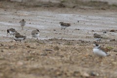 Charadrius semipalmatus