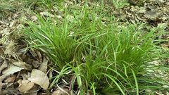 Carex picta