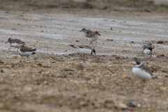 Charadrius semipalmatus