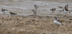 Charadrius semipalmatus