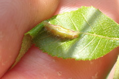 Phylloxera caryaevenae