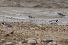 Charadrius semipalmatus