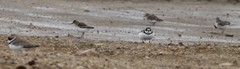 Charadrius semipalmatus
