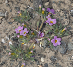 Nama aretioides multiflora