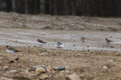 Charadrius semipalmatus