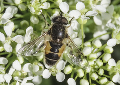 Eristalis arbustorum