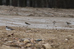 Charadrius semipalmatus