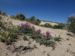 Astragalus camptopus
