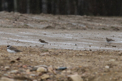 Charadrius semipalmatus