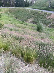 Trifolium pratense pratense