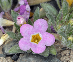 Nama aretioides multiflora