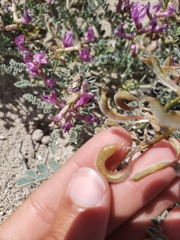 Astragalus camptopus