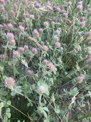 Trifolium pratense pratense