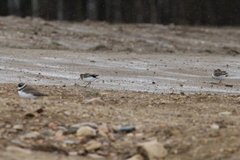 Charadrius semipalmatus