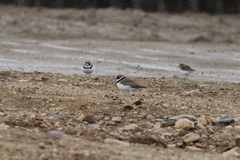Charadrius semipalmatus