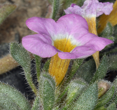 Nama aretioides multiflora