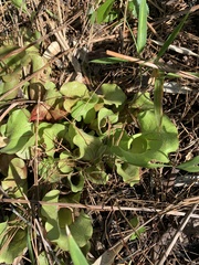 Sarracenia purpurea venosa