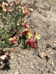 Acmispon grandiflorus