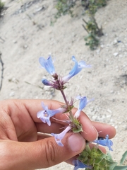 Penstemon acuminatus