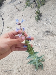 Penstemon acuminatus