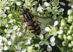 Helophilus fasciatus
