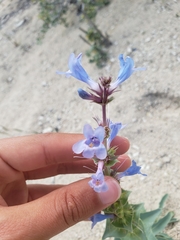 Penstemon acuminatus