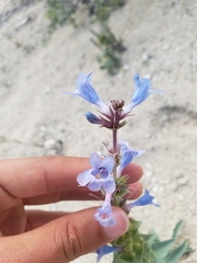 Penstemon acuminatus