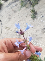Penstemon acuminatus