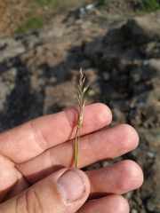 Trisetum agrostideum