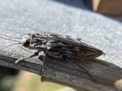Chalcophora angulicollis