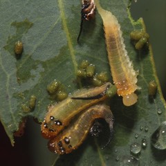 Lophyrotoma interrupta
