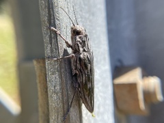 Chalcophora angulicollis