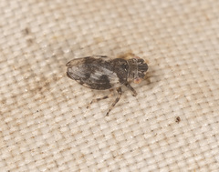 Austrolopa
