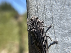 Chalcophora angulicollis