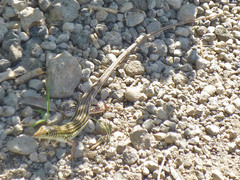 Latastia longicaudata