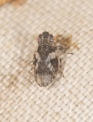 Austrolopa