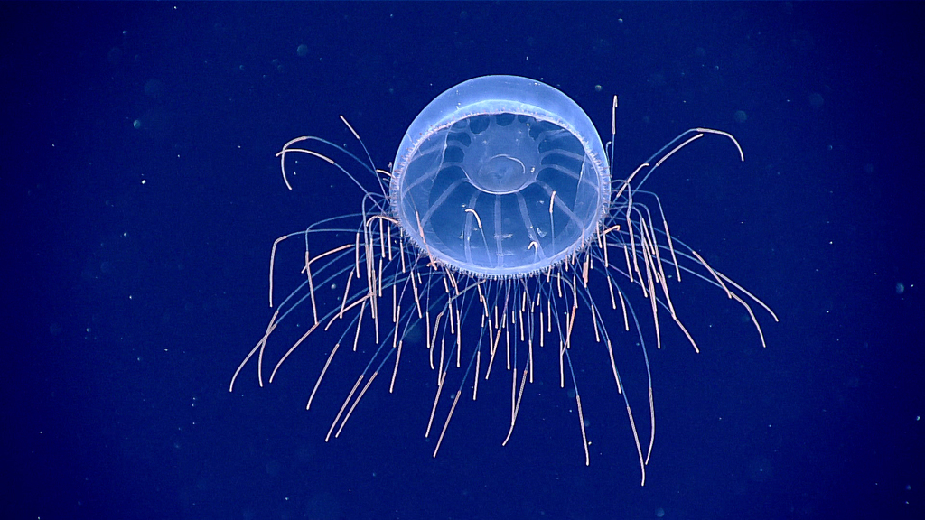 Halicreatidae