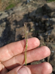 Trisetum agrostideum