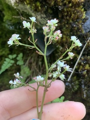 Micranthes marshallii