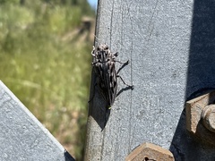 Chalcophora angulicollis