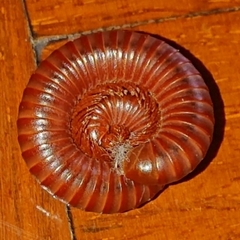 Trigoniulus corallinus