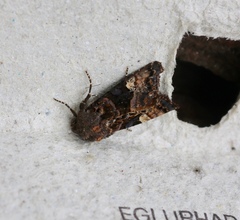 Euplexia lucipara