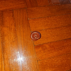 Trigoniulus corallinus