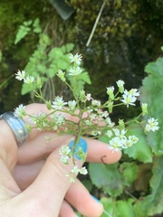 Micranthes marshallii