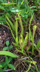 Sarracenia rubra