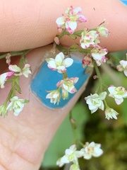 Micranthes marshallii