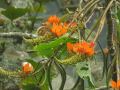 Erythrina edulis