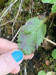 Micranthes marshallii