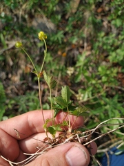 Potentilla gelida